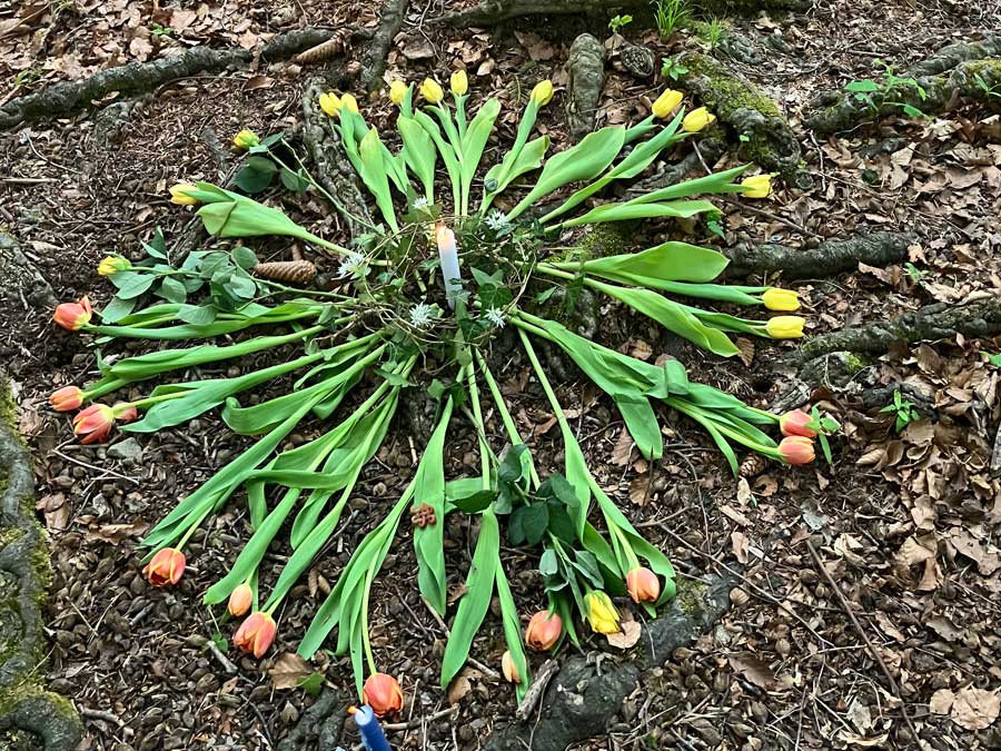 Tulpen im Kreis um eine Kerze im Wald. Altar - Ostara